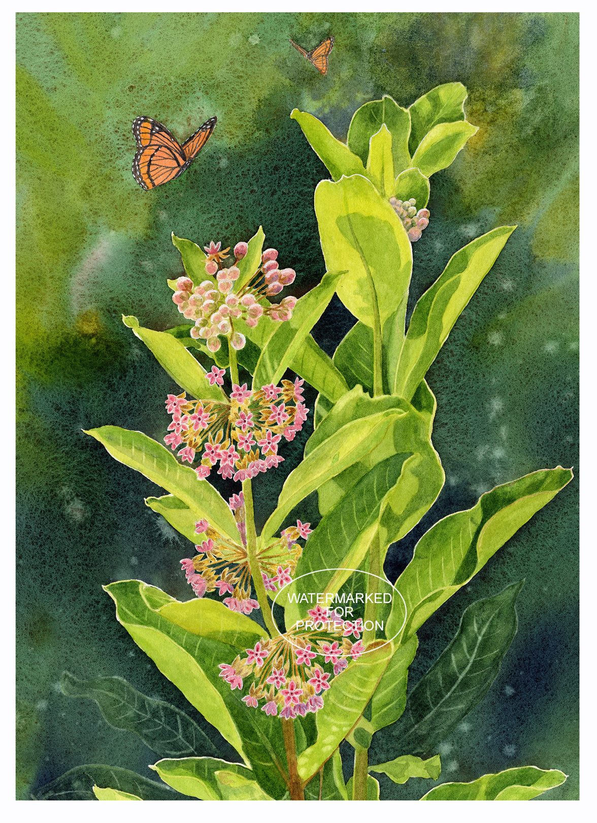 Limited Edition Finest Quality Print of original "Milkweed" by Doris Wilbur-Artist, botanical, country decor, wall art, wildflower, butterfly, original art, gift