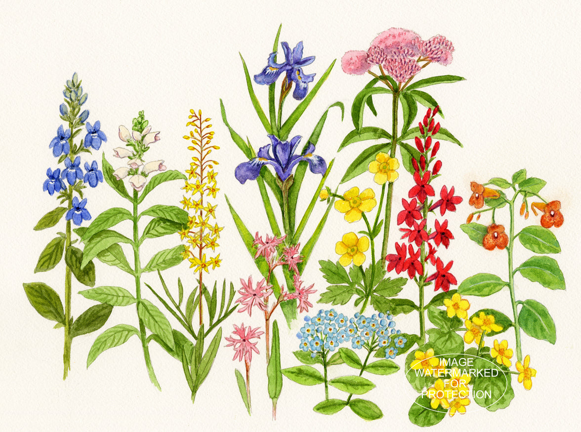 Floral Art "Moisture Loving Wildflowers" by Doris Wilbur Artist, Flower art, botanicals, wall art, country decor, farmhouse decor, garden