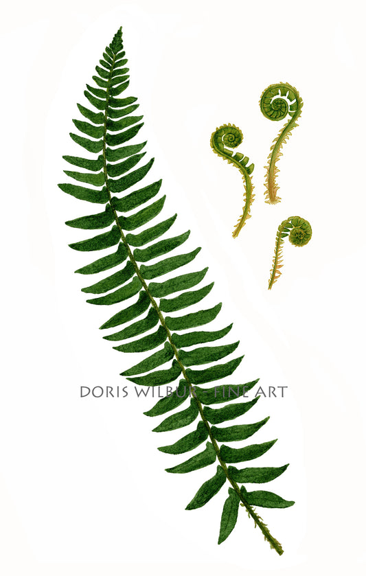 Fern Botanical, "Christmas Fern" limited edition art by Doris Wilbur, farmhouse country decor, watercolor art, limited edition prints ferns
