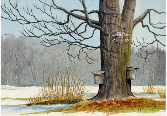 Print of watercolor painting "Cincy Maple" by Doris Wilbur-Artist, maple sugaring, country farmhouse decor, gift, tree, wall art, sap bucket