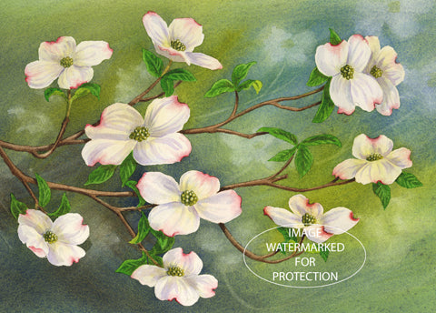 Floral Art, Limited Edition Print "Dogwood" by Doris Wilbur-Artist, Wildflower art, woods, nature, hiking, native flowers, gift for her, art