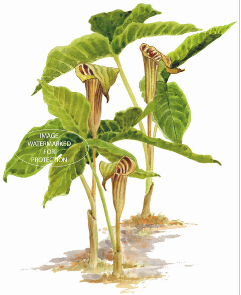 Floral Art Limited Edition Print, "Jack in the Pulpits" by Doris Wilbur-Artist, gift, watercolor, nature, wildflower, woods, hiking